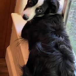 Toy Australian Shepherds from Tidewater Toy Austrailian Shepherds