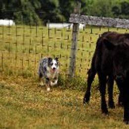 Australian Shepherds from Just Plain Aussies