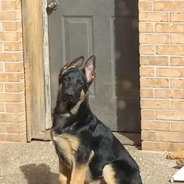 German Shepherd All Grown Up from Dusty Gallegos' German Shepherd Dogs