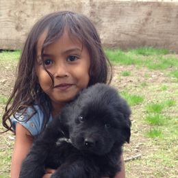 American Eskimo Dog, Newfoundland, and Siberian Husky Puppies from Blossom Trail Kennel