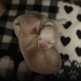 Chihuahua Puppies from Wild Mountain Chihuahuas
