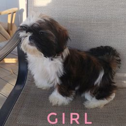 Amara - Red and white female Shih Tzu puppy in Doña Ana County, New Mexico from White Sands Shih Tzu's