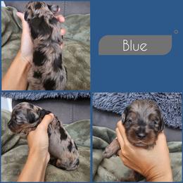 Blue - Merle male Cockapoo puppy in Zanesville, Ohio from Southtown Doodles LLC