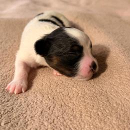 Boy 2 - White black and tan male Papillon puppy in Stamford, Connecticut from Anton's Papillons