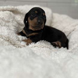 Dachshund Puppies from Majesty’Z Country Doxhounds