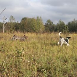 German Shorthaired Pointers from The Kennels at Crimson Hills