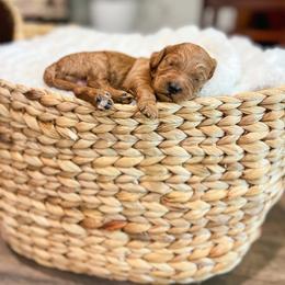 Hurricane - Red  male Goldendoodle puppy in Sulphur, Louisiana from Curly Q’s Of Carlyss