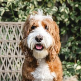 Brooke - Australian Labradoodle