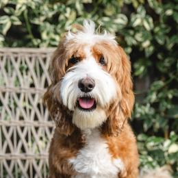 Brooke - Australian Labradoodle