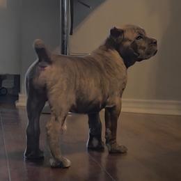 Cane Corso Puppies from Majestic Pride Cane Corso LLC
