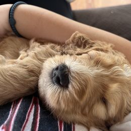 Bernedoodle Puppies from Triple W Doodles
