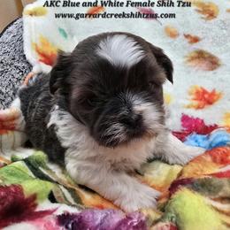 Blue and White Female 2 - Blue and white female Shih Tzu puppy in Oakville, Washington from Garrard Creek Shih Tzus