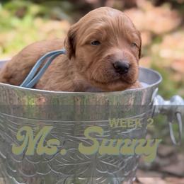 Ms. Sunny - Parti female Goldendoodle puppy in Pensacola, Florida from Ruby Pupper Doodles