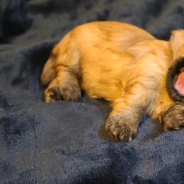 Havanese Puppies from Lakeside Havanese