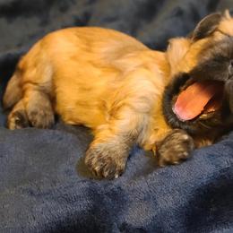 Havanese Puppies from Lakeside Havanese