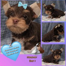Boy 1 - Chocolate and tan male Yorkshire Terrier puppy in Gatesville, Texas from Schultz Yorkies byGrace