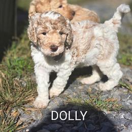 Dolly Parton - Parti female Poodle puppy in Ten Mile, Tennessee from Bella's Beauties Moyen Poodles