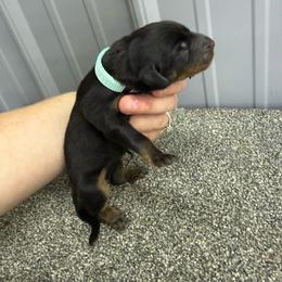 Teal - Black and rust female Beauceron puppy in Floyd’s Knobs, Indiana from Birdwing Beaucerons