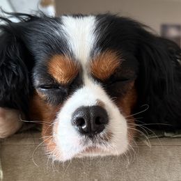 Cavalier King Charles Spaniels from MacArthur Cavi’s