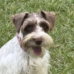 Miniature Schnauzers from Lowcountry’s Dreamy Schnauzers