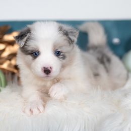 Willow - Slate merle female Border Collie puppy in Conway, Missouri from 2J 2K Border Collies | Maremma Sheepdogs