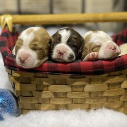 Brittany Puppies from Bull Creek Kennels