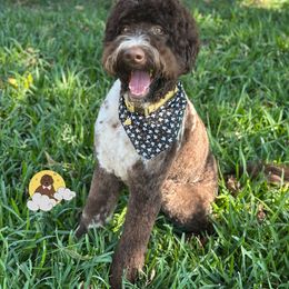 Dutton - Goldendoodle