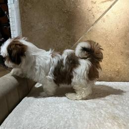 Max - Red and white male Shih Tzu puppy in Eastvale, California from Gigi’s Shih tzu