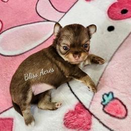 Ginger - Chocolate sabled fawn female Chihuahua puppy in Ponca City, Oklahoma from Bliss Acres Farm