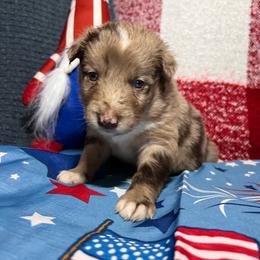 Goldie - Red merle female Australian Shepherd puppy in Rose Hill, North Carolina from Motega Australian Shepherds
