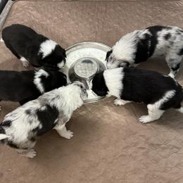 Border Collie Puppies from Roaring River Border Collies