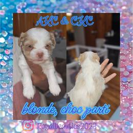 Orian - Parti male Yorkshire Terrier puppy in Atlanta, Georgia from Royal Beauties Yorkies of Atlanta