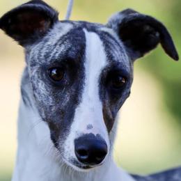 Autumn - Whippet