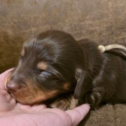 Pink Collar Female - Chocolate and cream female Dachshund puppy in Otto, North Carolina from Windy Ridge Dachshunds