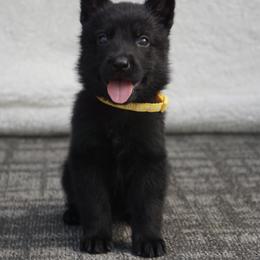 Dash - Black male German Shepherd puppy in Muldrow, Oklahoma from Reizarf Kennels