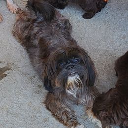 Taz - Shih Tzu