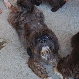Taz - Shih Tzu