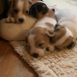 Jack Russell Terrier Puppies from Jigsaw Terriers