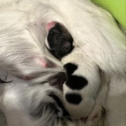 Rainee - White black and tan female Papillon puppy in Young, Arizona from Papillons in Arizona
