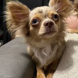 Nyra - Chihuahua