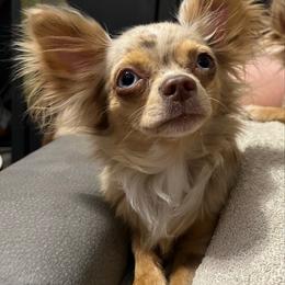 Nyra - Chihuahua