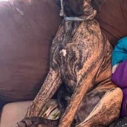 Great Dane Puppies from Andrea Aldrich's Great Danes