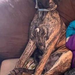 Great Dane Puppies from Andrea Aldrich's Great Danes