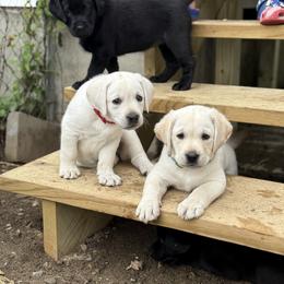 Labrador Retriever Puppies from Maynard’s Labs