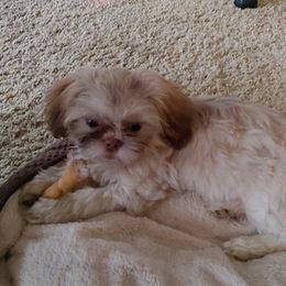 Shih Tzus from Terri Geiser-Gilchrist
