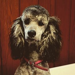 Winnie - Poodle