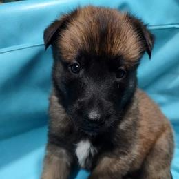 Belgian Malinois and German Shepherd Puppies from Madhouse’s Belgian Malinois and German Shepherds