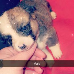 American Corgi Puppies from Highland corgis