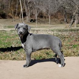 Typhoon - Blue male Whippet puppy in Gentry, Arkansas from Mardel Robeson of Mulberry Hollow Whippets