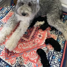 Sheepadoodle Puppies from Riley Grace Puppies